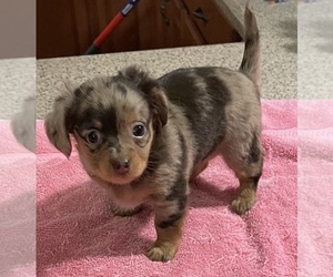 Chiweenie Puppy for sale in ECHO, AL, USA