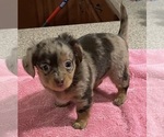 Small Photo #1 Chiweenie Puppy For Sale in ECHO, AL, USA