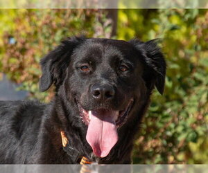 Labrador Retriever-Unknown Mix Dogs for adoption in San Andreas, CA, USA