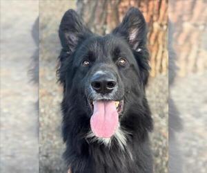 Shollie Dogs for adoption in Woodland, CA, USA