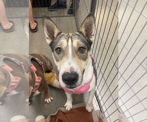 Bull Terrier-Huskies  Mix Dogs for adoption in Davis, CA, USA