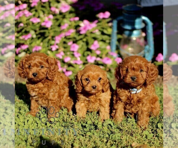 Medium Photo #2 Cavapoo Puppy For Sale in QUARRYVILLE, PA, USA