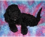 Small #3 Labradoodle