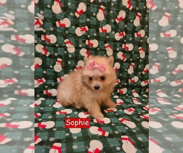 Medium Photo #1 Pomeranian Puppy For Sale in CLARKSVILLE, TN, USA