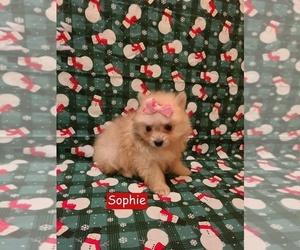 Pomeranian Puppy for sale in CLARKSVILLE, TN, USA