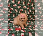 Small Pomeranian