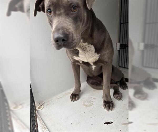 Medium Photo #1 Mutt Puppy For Sale in Houston, TX, USA