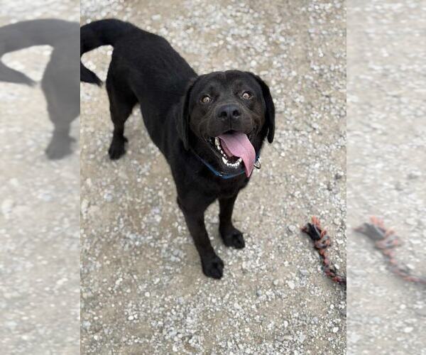 Medium Photo #3 Labrador Retriever-Unknown Mix Puppy For Sale in Evansville, IN, USA