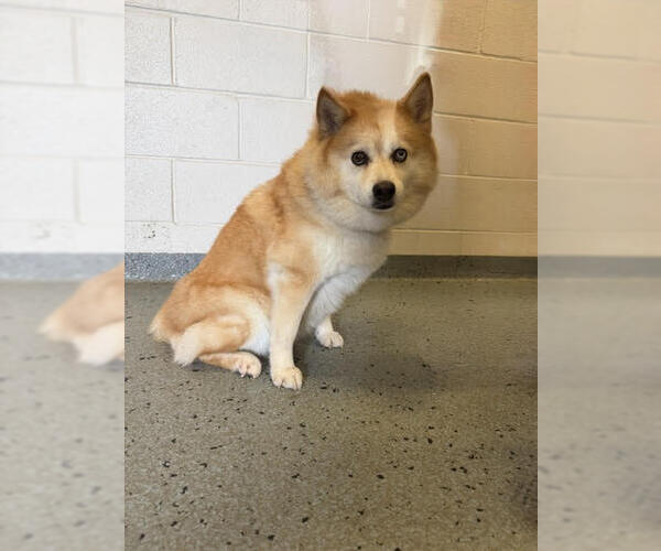Medium Photo #2 Pomsky Puppy For Sale in Wheaton, IL, USA