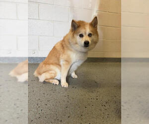 Hazel - Female Pomsky Dog for Adoption - Photo #2