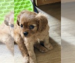 Small #2 Cavalier King Charles Spaniel