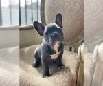 Small #2 French Bulldog