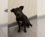 Small #1 Labrador Retriever