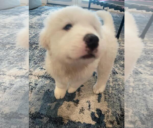 Medium Photo #1 Great Pyrenees Puppy For Sale in Spring, TX, USA