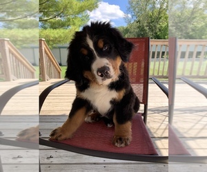 Bernese Mountain Dog Puppy for Sale in ENON, Ohio USA