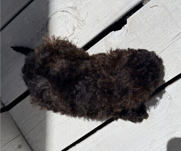 Medium Photo #3 Poodle (Miniature) Puppy For Sale in CURTISS, WI, USA