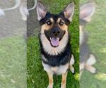 Small German Shepherd Dog