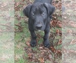 Small Photo #1 Great Pyredane-Labany Mix Puppy For Sale in ESTACADA, OR, USA