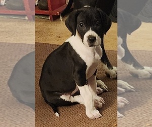 Great Dane Puppy for sale in BATTLE GROUND, WA, USA