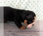 Small Photo #2 Bulldog Puppy For Sale in ARTHUR, IL, USA
