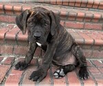 Small Photo #6 Cane Corso Puppy For Sale in FAYETTEVILLE, NC, USA