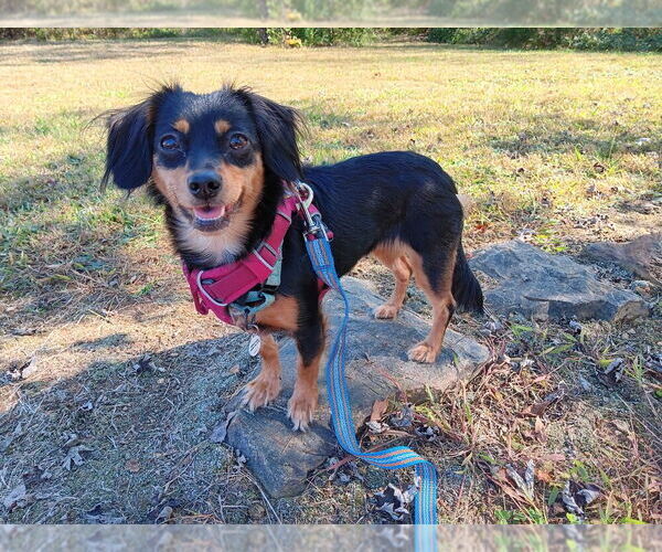 Medium Photo #2 Mutt Puppy For Sale in Candler, NC, USA