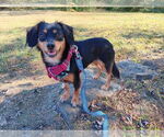 Small Photo #2 Mutt Puppy For Sale in Candler, NC, USA