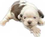 Puppy 1 Shih Tzu