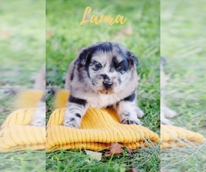 Australian Shepherd-Great Pyrenees Mix Puppy for sale in BARRY, TX, USA