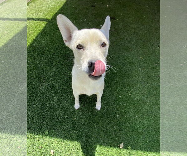 Medium Photo #4 Siberian Husky-Unknown Mix Puppy For Sale in La Verne, CA, USA