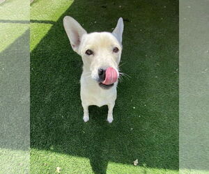 Sugar - Female Siberian Husky-Unknown Mix Dog for Adoption - Photo #4