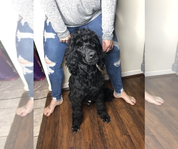 Medium Photo #1 Goldendoodle-Poodle (Standard) Mix Puppy For Sale in FLAT ROCK, NC, USA