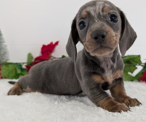 Medium Photo #22 Dachshund Puppy For Sale in GOSHEN, IN, USA
