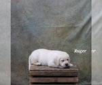 Puppy Ruger Labrador Retriever