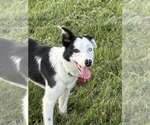 Small #11 Border Collie