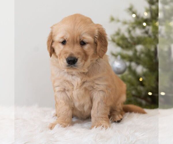 Medium Photo #5 Golden Retriever Puppy For Sale in NEWPORT, PA, USA
