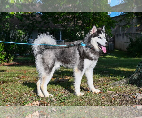 Medium Photo #3 - Mix Puppy For Sale in Forest, VA, USA