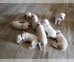 Small Photo #21 Dogo Argentino Puppy For Sale in RYAN, OK, USA