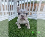 Small #1 French Bulldog