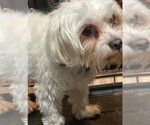 Small Photo #2 Maltese-Unknown Mix Puppy For Sale in Grafton, WI, USA