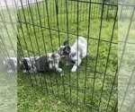 Small Photo #37 French Bulldog Puppy For Sale in NORTH HAMPTON, NH, USA