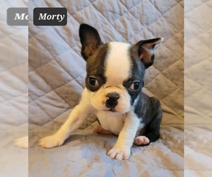 Boston Terrier Puppy for sale in POMEROY, OH, USA