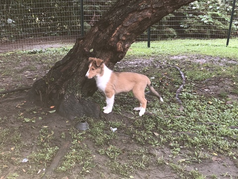 Medium Photo #1 Collie Puppy For Sale in HUGHESTOWN, PA, USA