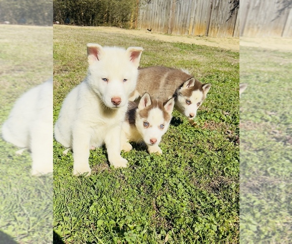 Medium Photo #1 Siberian Husky Puppy For Sale in HIRAM, GA, USA