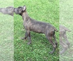 Small #4 Cane Corso