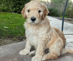 Goldendoodle Puppy for sale in ARROYO GRANDE, CA, USA