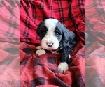 Puppy Puppy 6 Bernedoodle