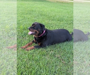 Mother of the Rottweiler puppies born on 09/03/2025