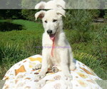 Small #1 German Shepherd Dog