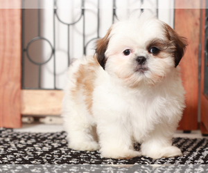 Shih Tzu Puppy for sale in NAPLES, FL, USA